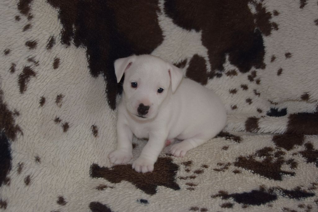 du grand Conquerant - Chiot disponible  - Jack Russell Terrier