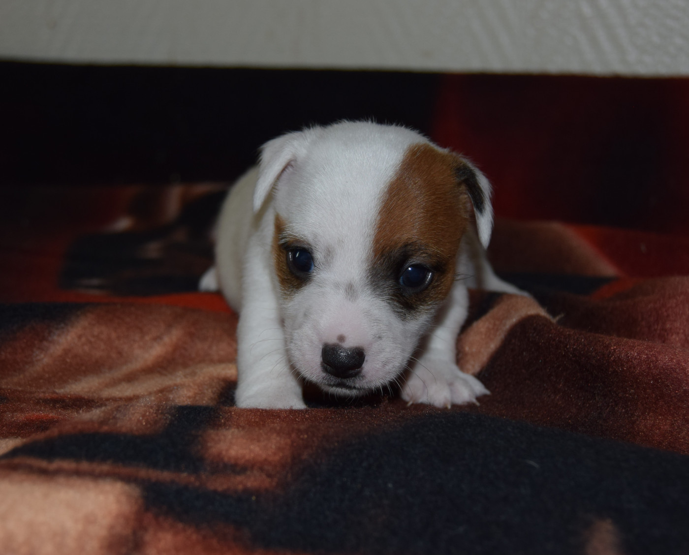 du grand Conquerant - Chiots disponibles - Jack Russell Terrier