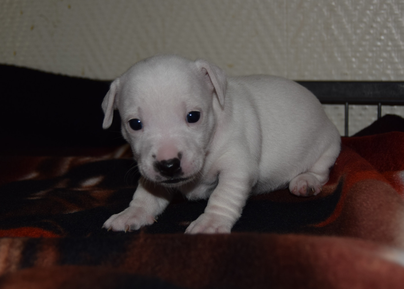 du grand Conquerant - Chiots disponibles - Jack Russell Terrier