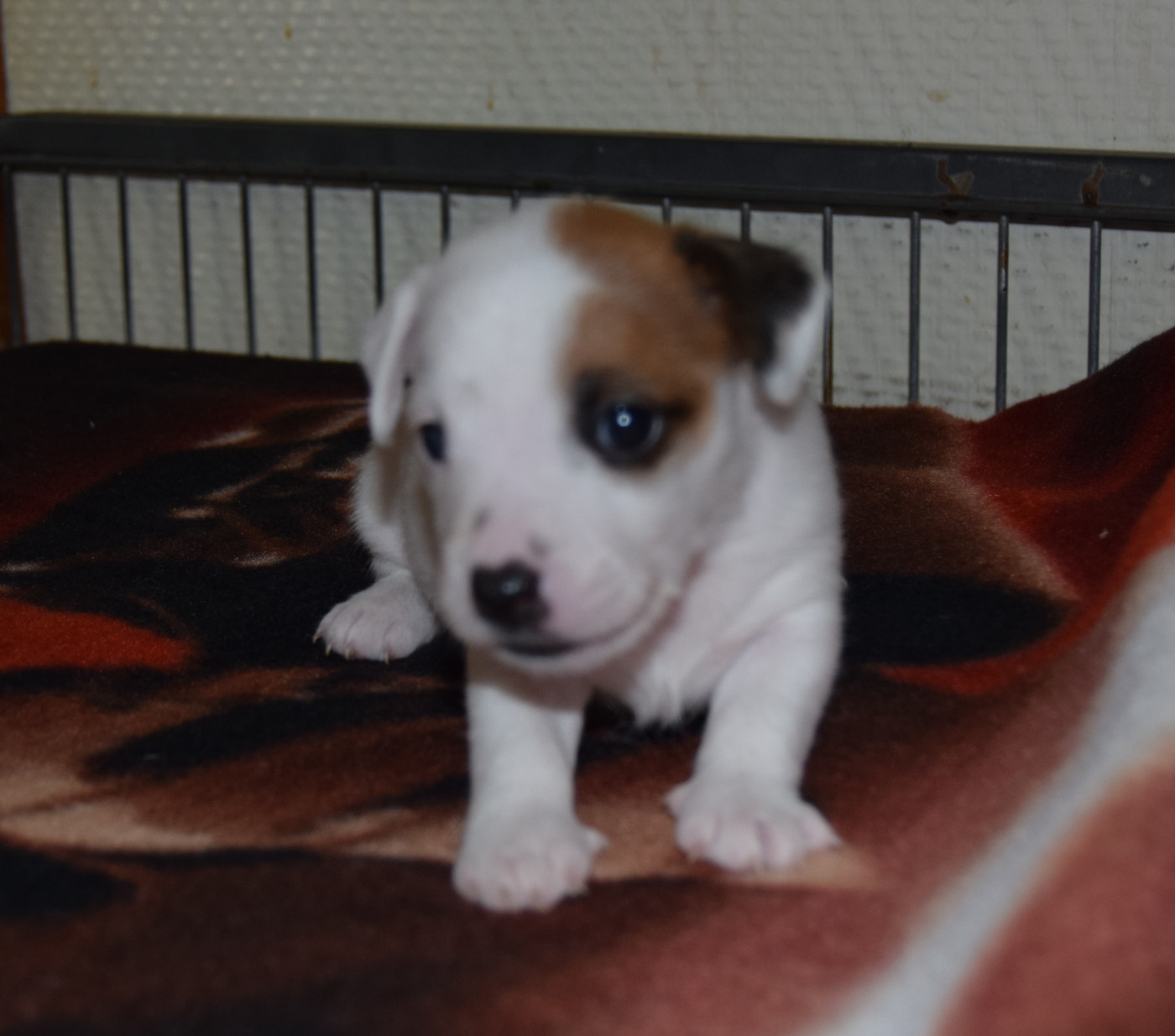 du grand Conquerant - Chiots disponibles - Jack Russell Terrier