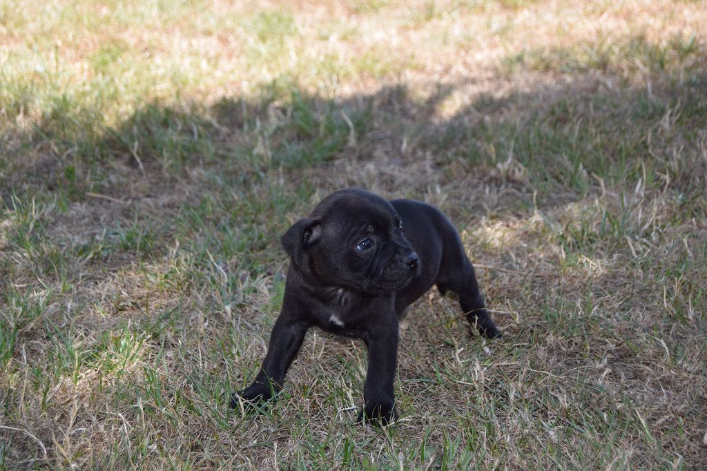 du grand Conquerant - Chiots disponibles - Staffordshire Bull Terrier