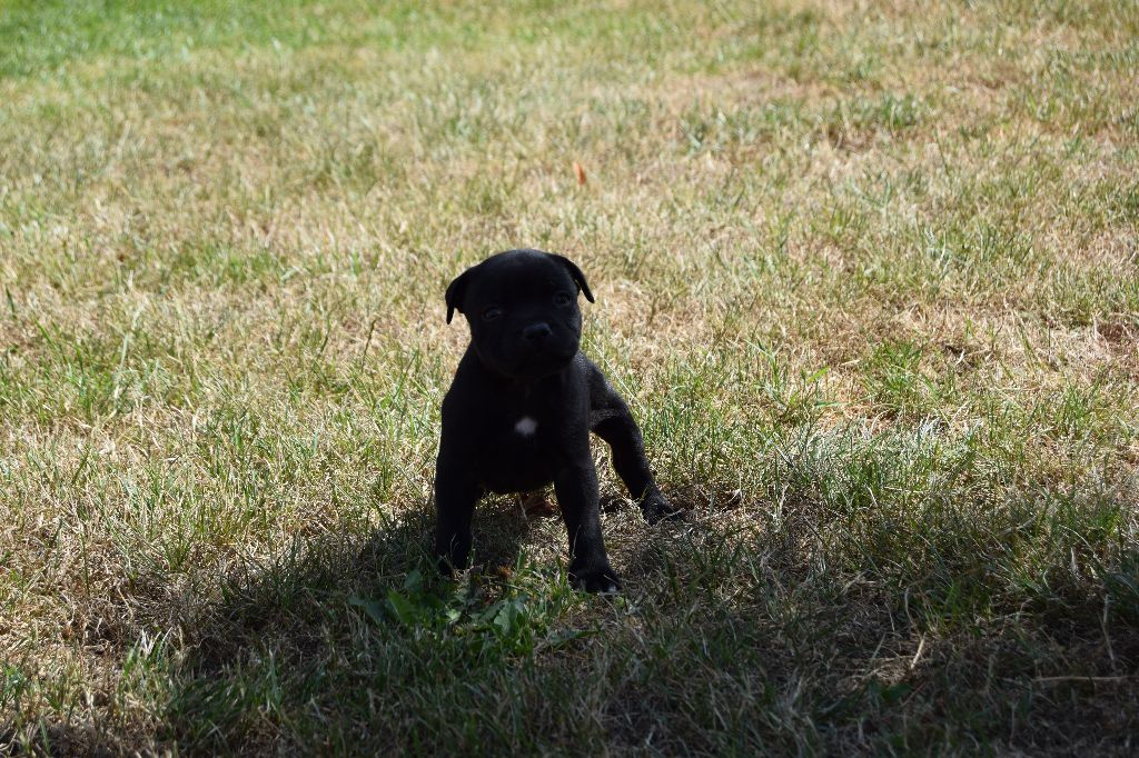du grand Conquerant - Chiots disponibles - Staffordshire Bull Terrier