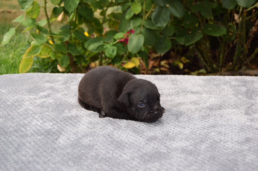 du grand Conquerant - Chiots disponibles - Staffordshire Bull Terrier