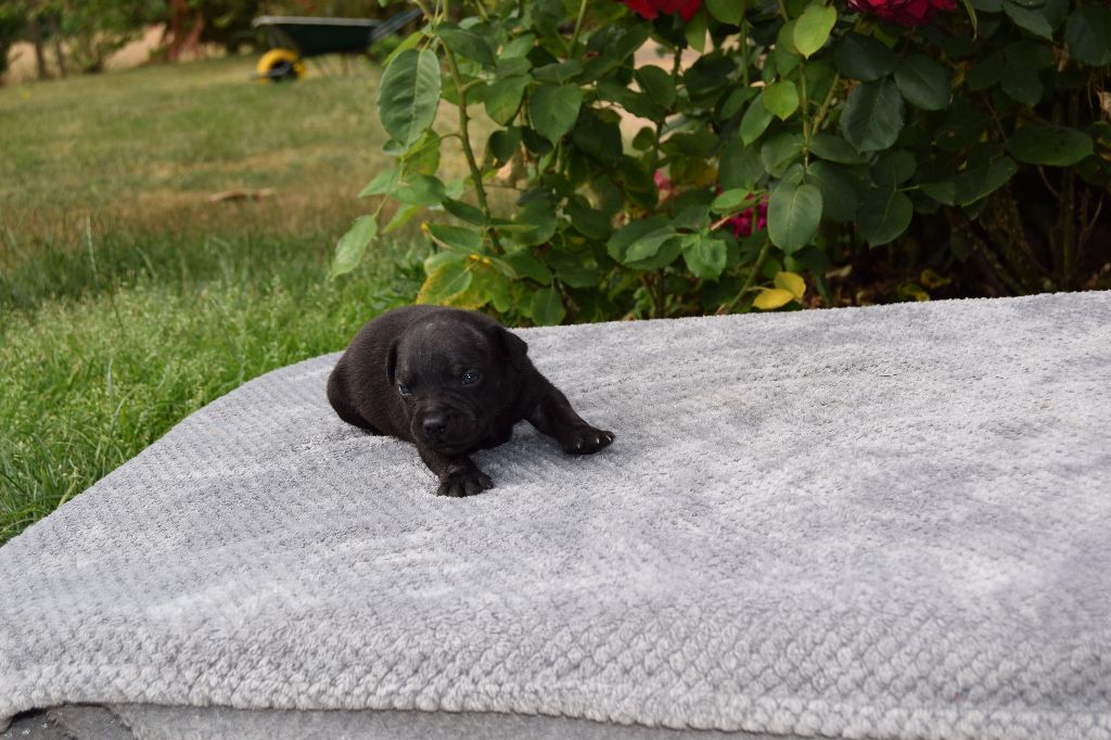 du grand Conquerant - Chiots disponibles - Staffordshire Bull Terrier