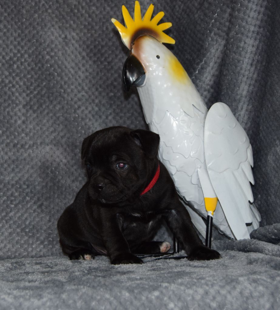 du grand Conquerant - Chiots disponibles - Staffordshire Bull Terrier