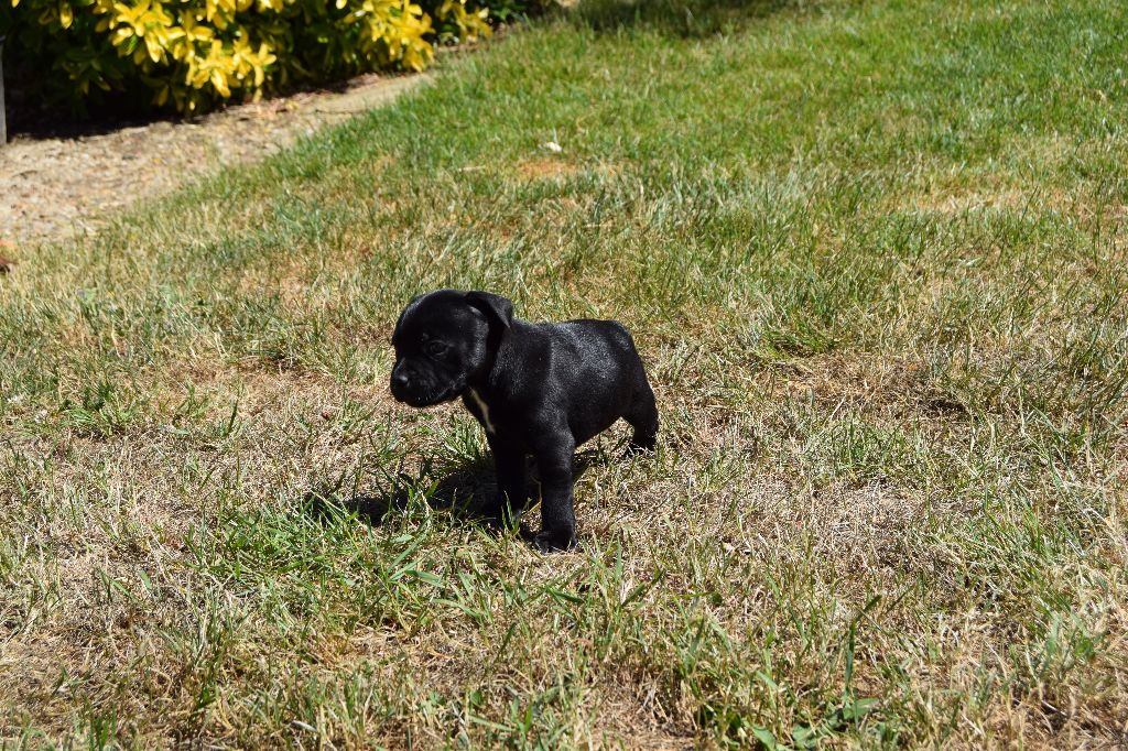 du grand Conquerant - Chiots disponibles - Staffordshire Bull Terrier