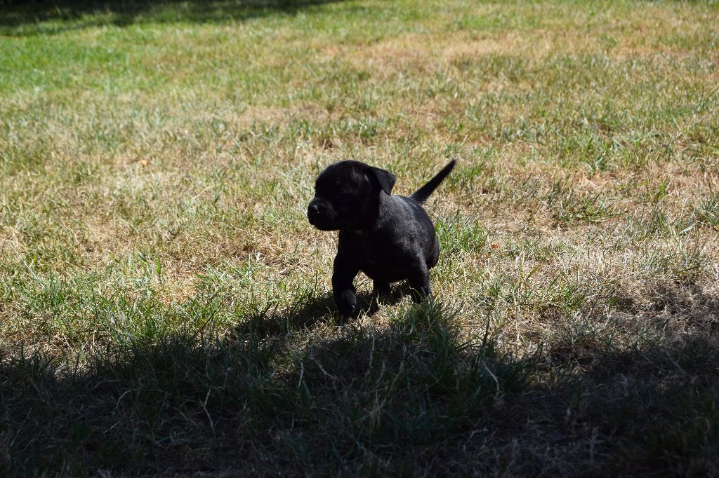 du grand Conquerant - Chiots disponibles - Staffordshire Bull Terrier