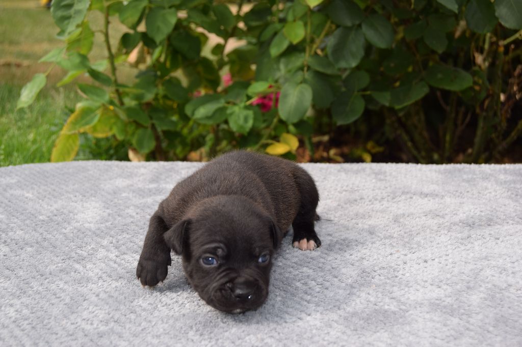 du grand Conquerant - Chiots disponibles - Staffordshire Bull Terrier