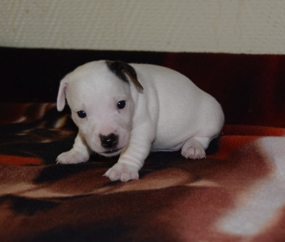 Chiot N°1
