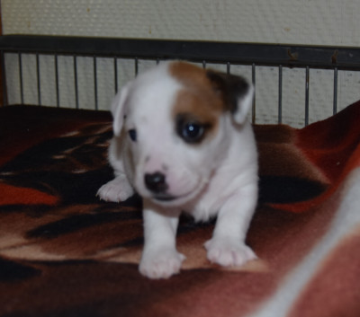 Chiot N°4