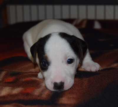 Chiot N°5