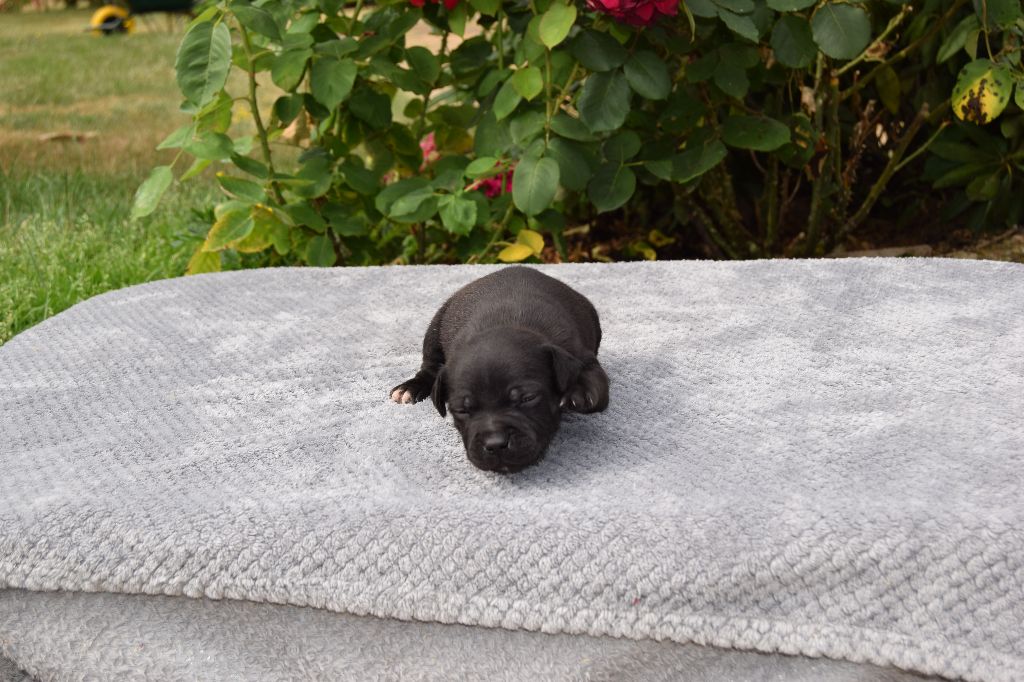 du grand Conquerant - Chiots disponibles - Staffordshire Bull Terrier
