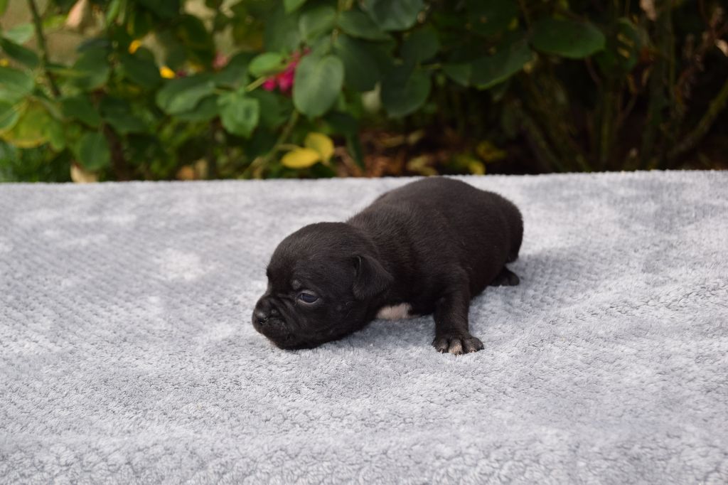 du grand Conquerant - Chiots disponibles - Staffordshire Bull Terrier