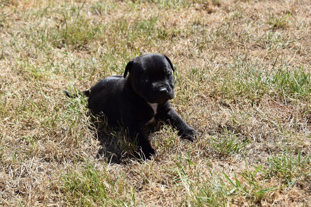 du grand Conquerant - Chiots disponibles - Staffordshire Bull Terrier