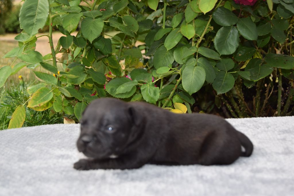 du grand Conquerant - Chiots disponibles - Staffordshire Bull Terrier